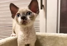 Питомник Девон рекс: приобрести маленького друга в семью