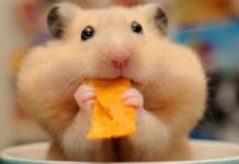 Корм для хомяка: советы по выбору