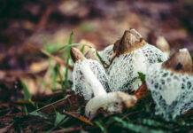 Лекарственные свойства весёлки