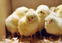 Правильное содержание и разведение цыплят