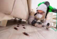 Почему после обработки тараканов стало больше?