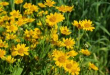 Арника горная: лекарственное растение с уникальными свойствами