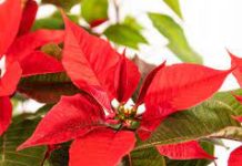Уход за пуансеттией