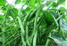 Как повысить урожай фасоли?