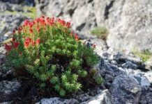 Красная щетка — польза и вред